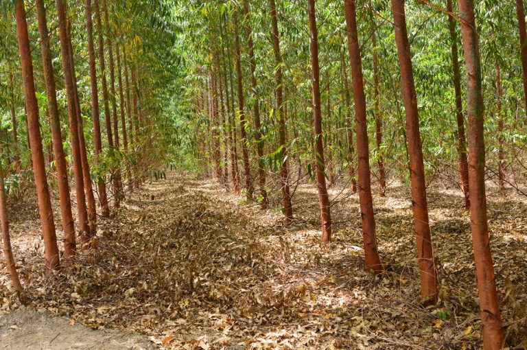 floresta_de_eucalito_vista-de-baixo_mostrando_solo